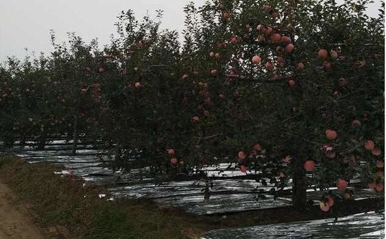 Apfelbaum Flective-Landwirtschaft der Breiten-20-2300mm metallisierte CPP-Film