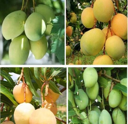 Vietnam-Obstbau-Schutz, der die Mango-Papiertüte wasserdicht einwickelt