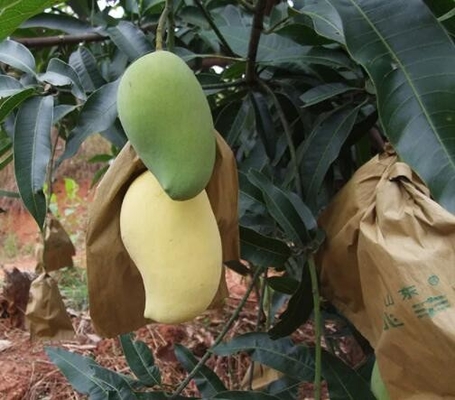 Wasserdichte Mango-Bedeckung sackt Frucht-Schutz-Tasche für Sri Lanka-Marketing ein