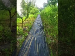 PP mit hoher UV-Permeabilität Schwarze und grüne Unkrautbekämpfungsmatte