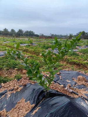 Dauerhafte Schwerlast-Hochdurchlässigkeit Gartenarbeit Unkrautzucht Gewebte Anti-Gras-Bodenbedeckung Unkrautmatte