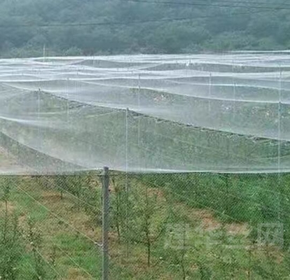 Gutes Vogel-Insektenschutznetz Hagelfestes weißes Bienenfestnetz zum Schutz von Baumpflanzen