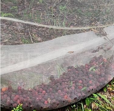 100% PE Weiß Transparente Farbe Gewächshaus Anti-Insektennetz für Pflanzen und Trauben
