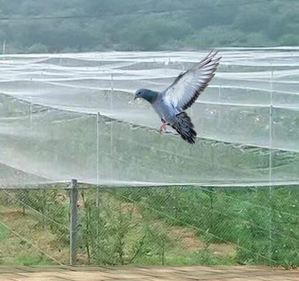 40 50 60 Mesh 125g Landwirtschaft Gewächshaus Insektennetz mit akzeptablem Druck