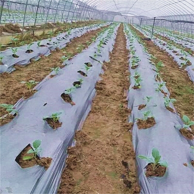 Landwirtschaftliche Mulchfolie für Unkraut Zurückhaltung der Bodentemperatur und Feuchtigkeit V6